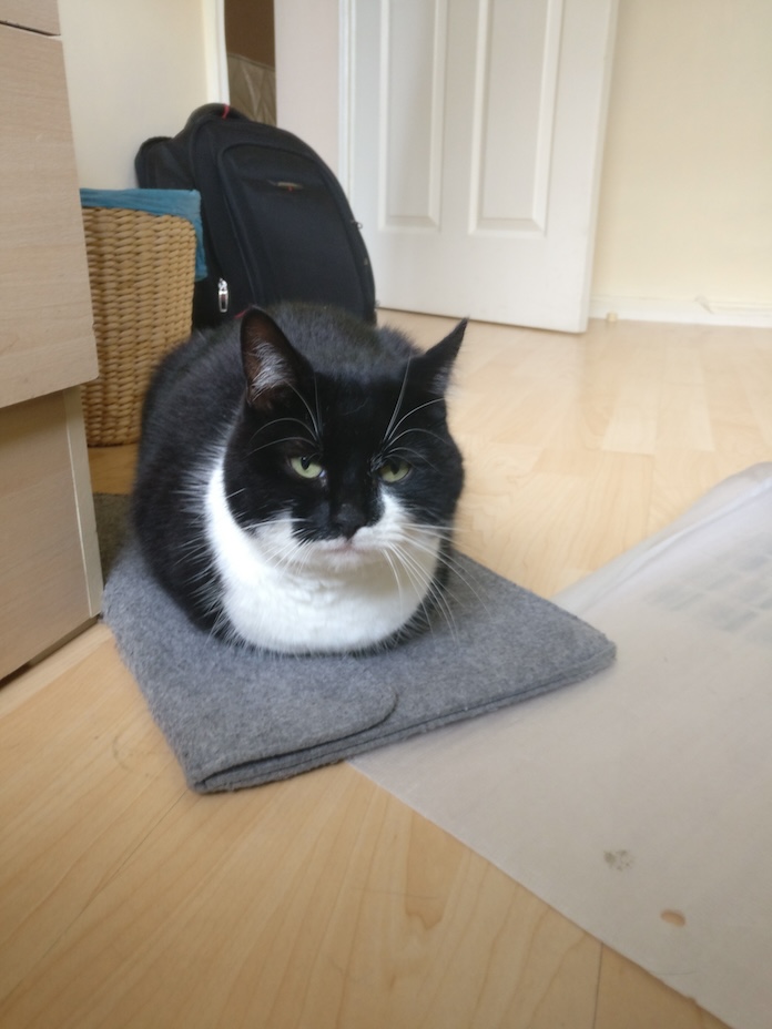 a black and white cat sits with all paws tucked underneath atop a laptop case
