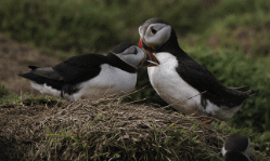 two puffins stand on a rock, preening each other